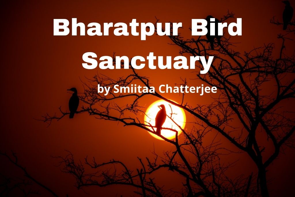 Bharatpur Bird Sanctuary / Keoladeo National Park by Smiita Chatterjee