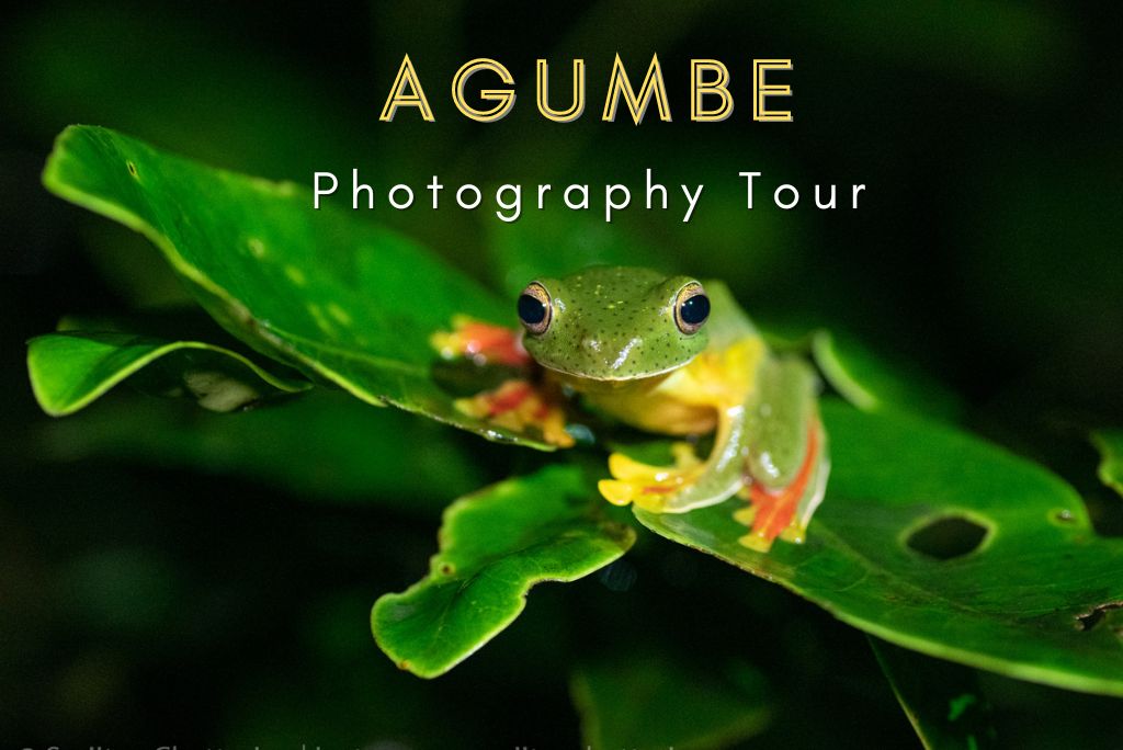 Agumbe Photography Tour - August 2023