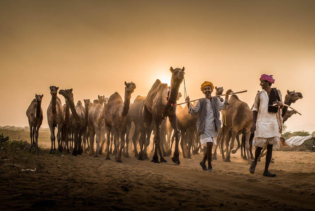 Pushkar Camel Fair Photography Tour 2023